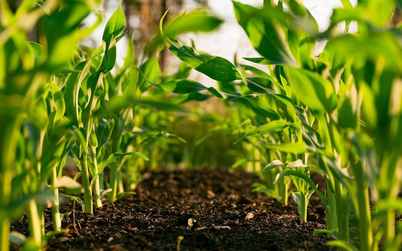 Ferme Agricole Intelligente Kollo
