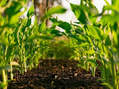 Agriculture